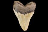 Fossil Megalodon Tooth - North Carolina #147770-1